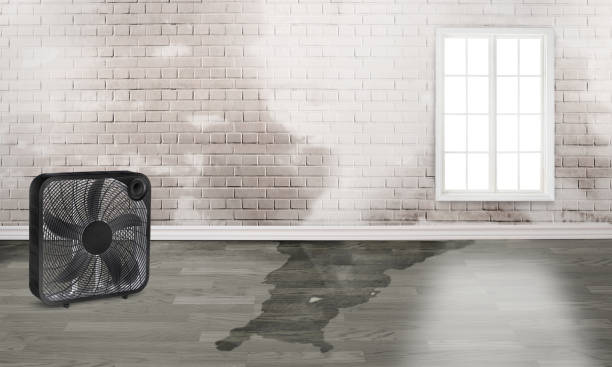Best Water damage contractors near me  in Urbana, OH
